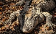 250 alligators removed from Disney World since boy was killed