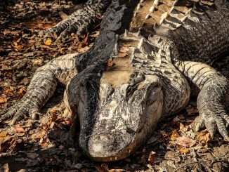 250 alligators removed from Disney World since boy was killed