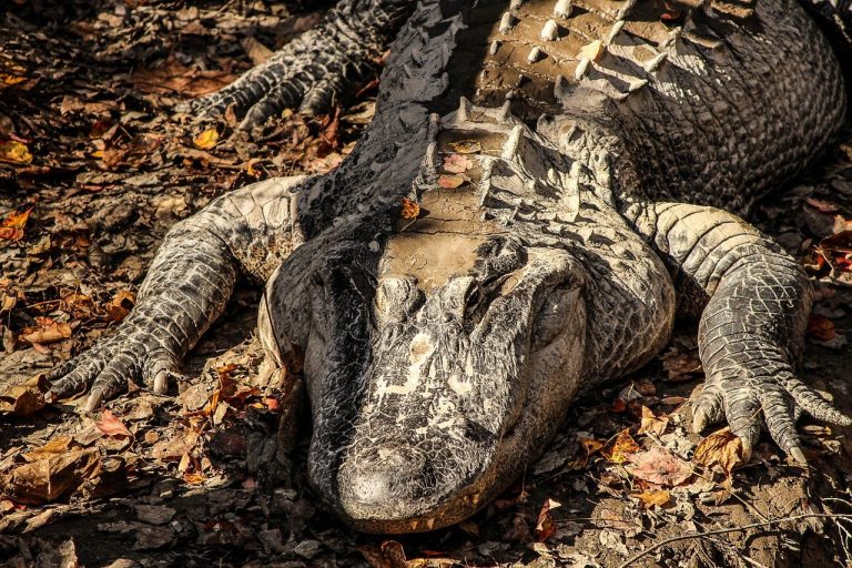 250 alligators removed from Disney World since boy was killed