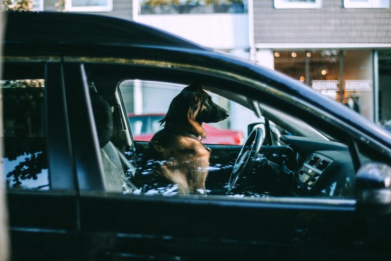 Police break car window to save dogs: owner protests
