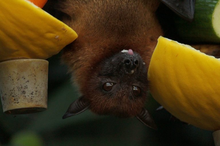 Covid, 'Skynews' video reveals there were live bats in Wuhan lab