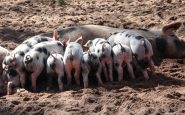 Prime Minister not taken thoughtfully pig cull threat