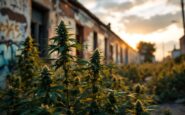 Police officers conducting a cannabis bust in Macduff