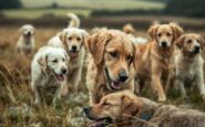 Community members rescuing abandoned dogs in South Wales