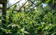Cannabis plants growing in Aberdeenshire
