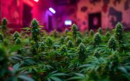 Two men involved in cannabis cultivation at a nightclub
