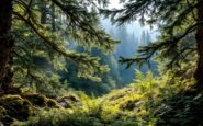 Capercaillie maschio in habitat naturale scozzese