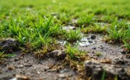 Scott Kellacher esprime preoccupazioni sul campo di Dumbarton