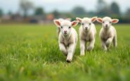 Lambing process at Candacraig Home Farm