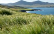 Stunning ocean views during land auction on Isle of Barra