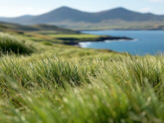 Stunning ocean views during land auction on Isle of Barra