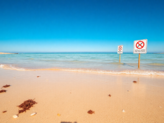 costa blanca beaches closed due to invasion of deadly blue dragons python 1755798339