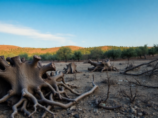 understanding the olive tree destruction in al mughayyir python 1755963650