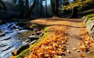 discover hafren forest the ultimate hidden gem for autumn walkers python 1758130815