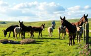 the remarkable transformation of donkeys inspiring stories from the uk 1763819637
