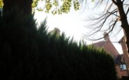edinburgh homeowner required to trim overgrown hedge following neighbor complaints 1764962382