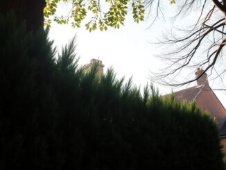 edinburgh homeowner required to trim overgrown hedge following neighbor complaints 1764962382