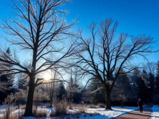 experience the serene beauty of winter at dorsington arboretum 1767087465