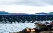 salmon farming industry addresses economic benefit claims a comprehensive response 1764559550