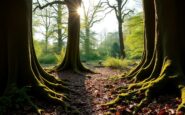 the importance of ancient woodlands in england a deep dive into their significance 1770345388